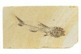 Rare, Fossil Fish (Amphiplaga) - Green River Formation #240385-1